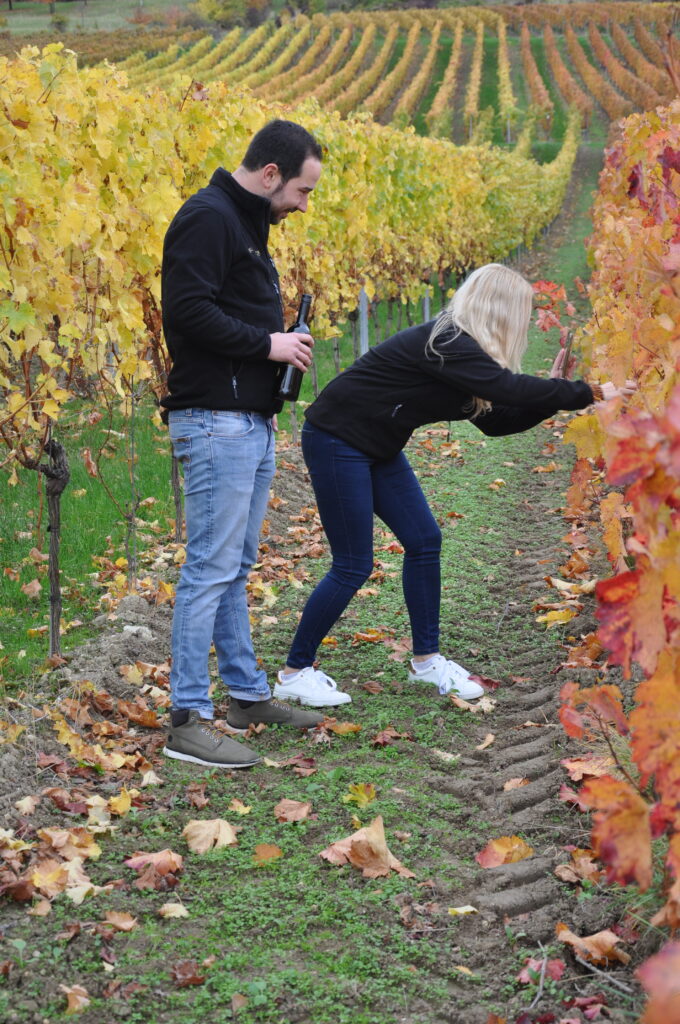 Menschen bei der Weinlese im Weinberg des Weinguts Boller-Klonek