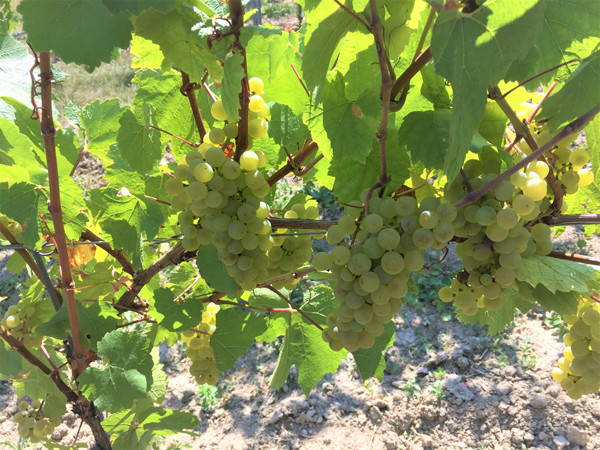 Weinlese 2026 – ein neuer Jahrgang entsteht